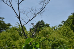 Accipiter francesiae