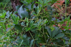 Cyphostemma lanigerum