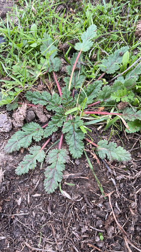 iNaturalist observation photo of Mediterranean Stork's-bill