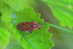 Spilostethus rivularis