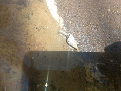 Drymaeus interpunctus