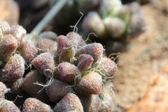 Anacampseros subnuda