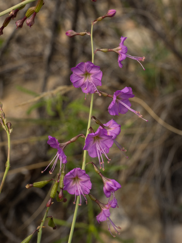 Red Cyphomeris (Cyphomeris gypsophiloides)