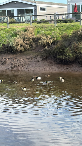 iNaturalist observation photo of Mallard