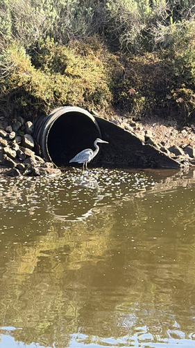 iNaturalist observation photo of Great Blue Heron