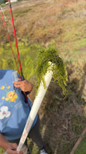 iNaturalist observation photo of Gutweed