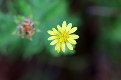 Osteospermum muricatum
