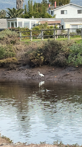 iNaturalist observation photo of Great Egret