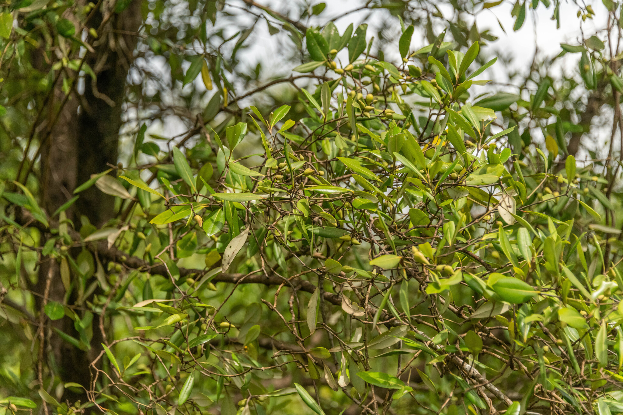 Avicennia alba