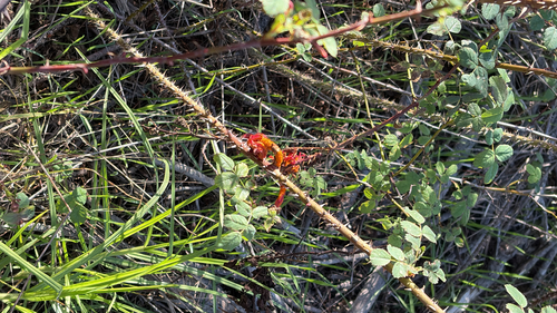 iNaturalist observation photo of Phragmidium