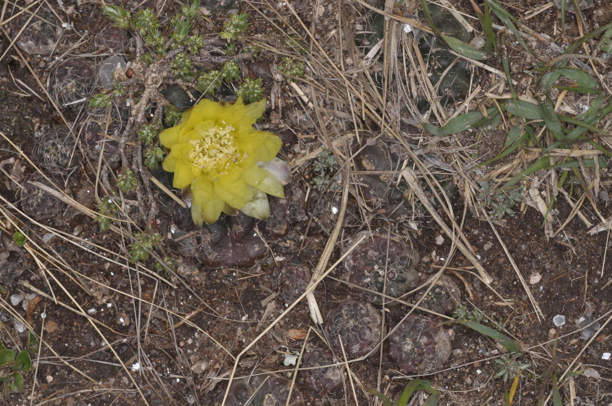 Gymnocalycium andreae