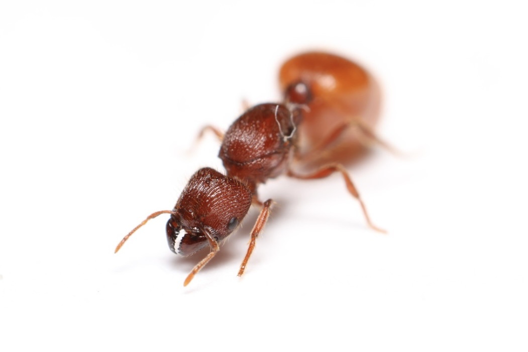 Carebara brevipilosa