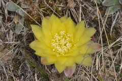 Gymnocalycium andreae