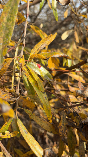 iNaturalist observation photo of Willow Apple Gall Sawfly