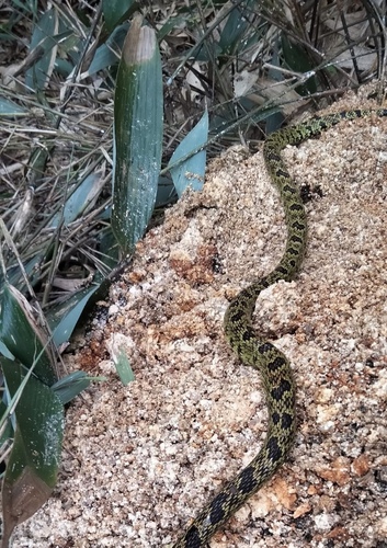Jerdon's Pitviper