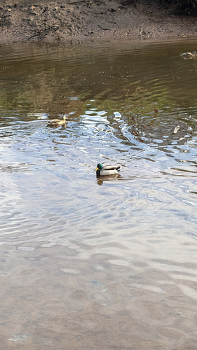 iNaturalist observation photo of Mallard