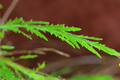 Osteospermum muricatum