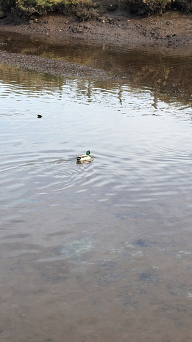 iNaturalist observation photo of Mallard