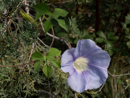 Lindheimer's Morning Glory (Ipomoea lindheimeri)
