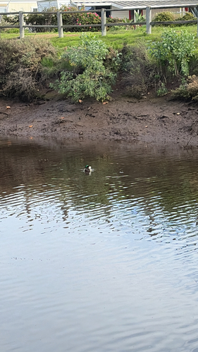 iNaturalist observation photo of Mallard
