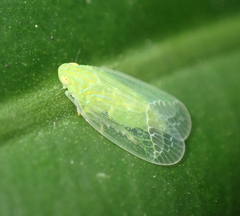 Kallitaxila granulata