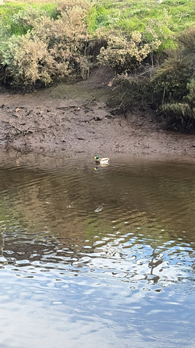 iNaturalist observation photo of Mallard