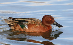 Cinnamon Teal photo 1