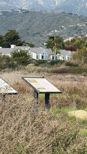 iNaturalist observation photo of Say's Phoebe