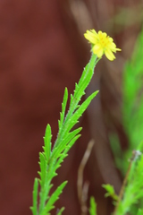 Osteospermum muricatum