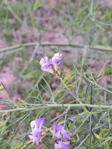 Warty Fountainbush (Psoralea verrucosa)