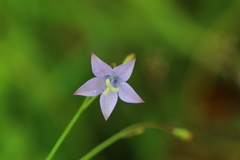 Wahlenbergia virgata