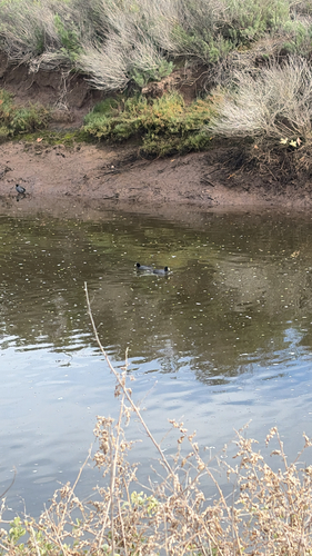 iNaturalist observation photo of American Coot