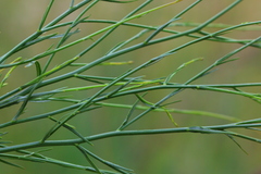 Wahlenbergia virgata