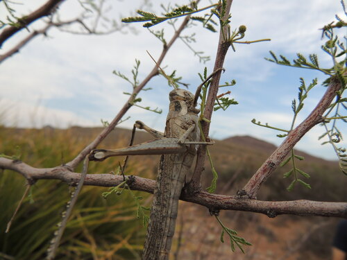 Gray Bird Grasshopper