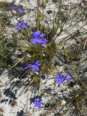 Aristea oligocephala