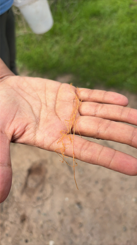 iNaturalist observation photo of dodders
