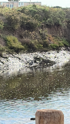 iNaturalist observation photo of Great Blue Heron
