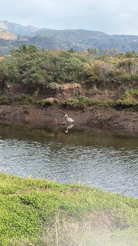 iNaturalist observation photo of Great Blue Heron