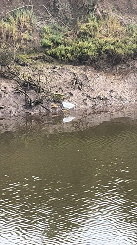 iNaturalist observation photo of Snowy Egret