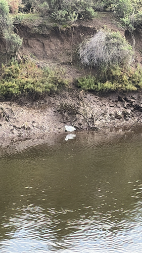 iNaturalist observation photo of Snowy Egret