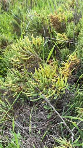 iNaturalist observation photo of Parish's glasswort