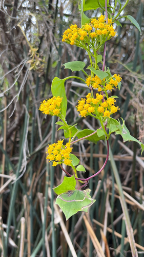 iNaturalist observation photo of Cape-ivy