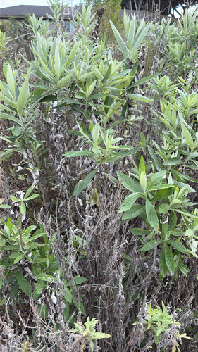 iNaturalist observation photo of California mugwort