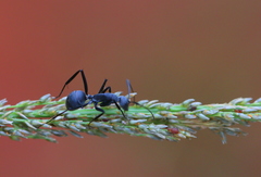 Camponotus eugeniae