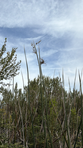 iNaturalist observation photo of California bulrush