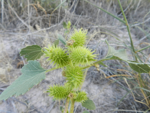 rough cocklebur