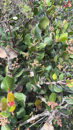 iNaturalist observation photo of lemonade berry