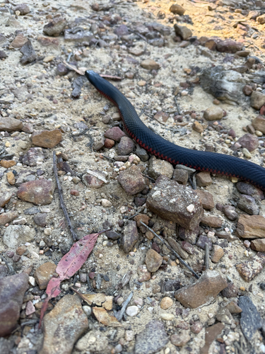 Red-bellied Black Snake sighting