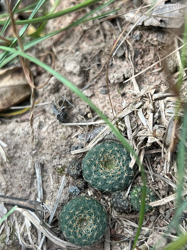 Frailea cataphracta