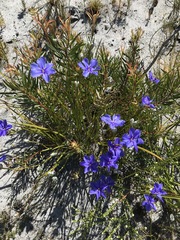 Aristea oligocephala